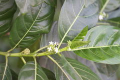 Morinda citrifolia